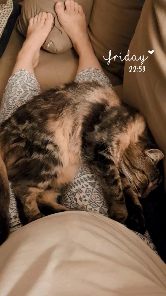 Story Instagram Cuddling with my cat Câliner mon chat Aujourd'hui je m'aime