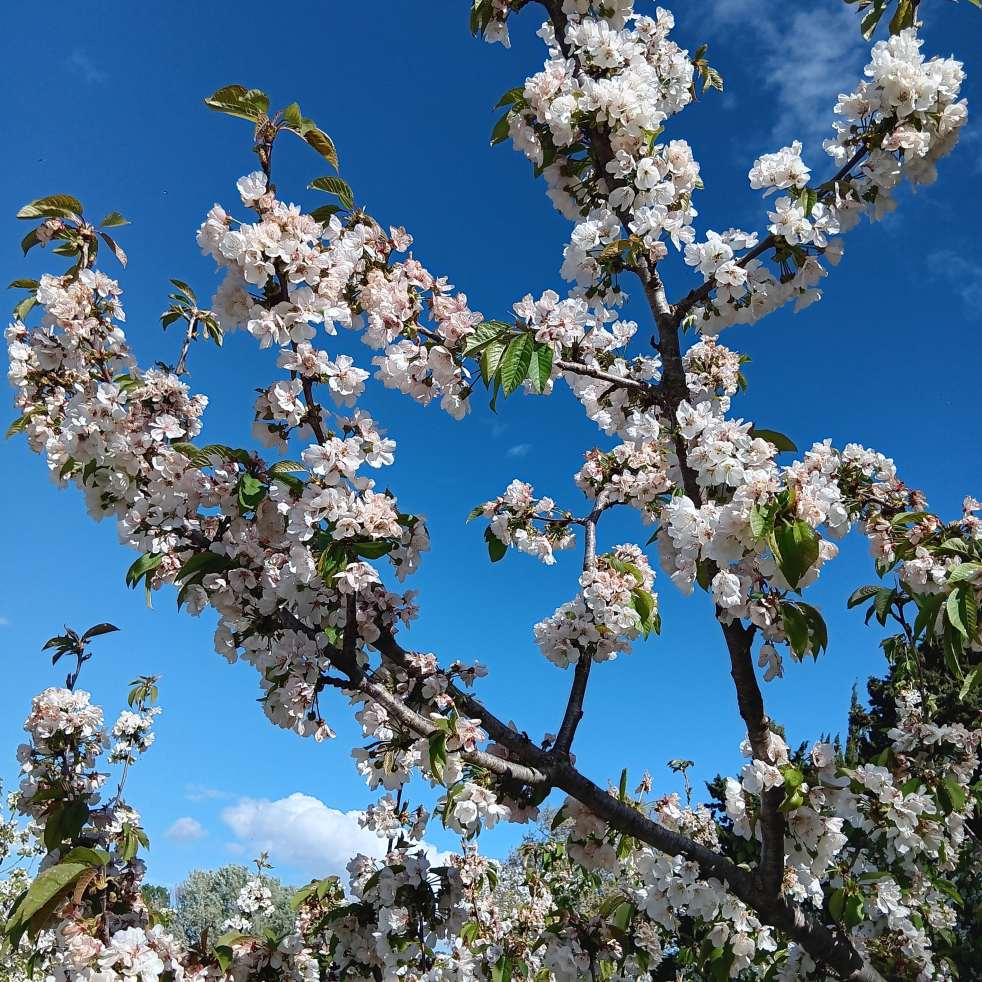 Photos de fleurs de cerisier sur le blog d'Isa Pernot Aujourd'hui je m'aime AJMA